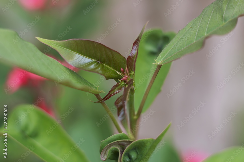 Red flowers are bouquet of backdrop blurred. Red flowers are bouquet of backdrop blurred.