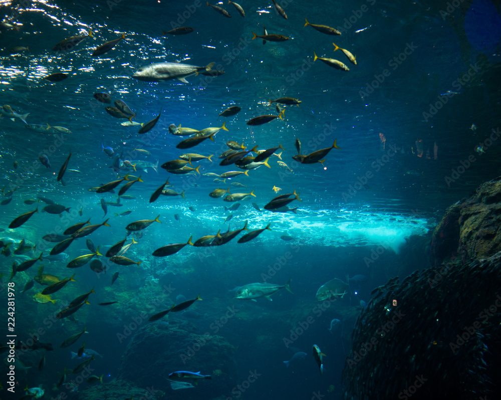 Fototapeta premium 水族館