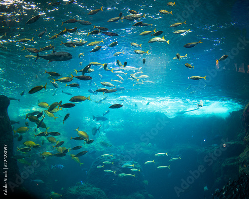 水族館