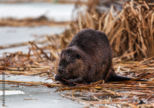 Beaver feeding on branches in winter
