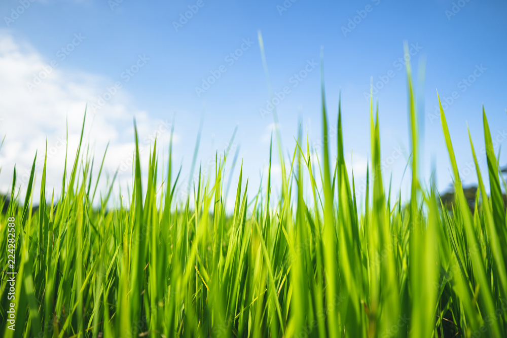 rice plant Green rice field