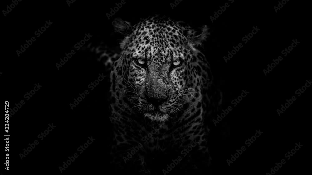 Cinemagraph of Leopard on black and white