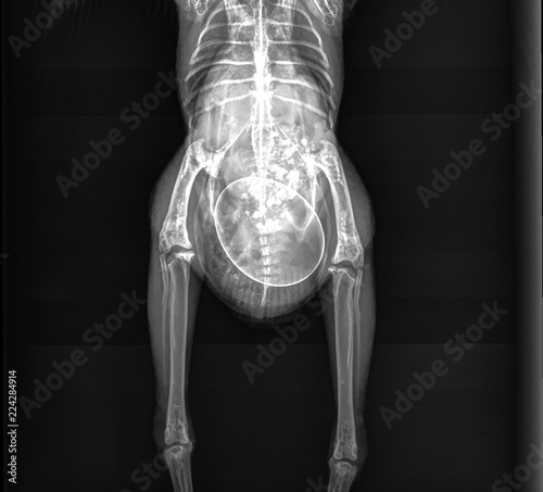 Chicken X-ray