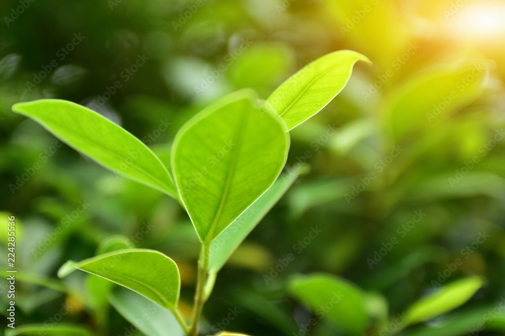 Green leaf background nature design texture pattern copy spec Green leaf background nature design texture pattern copy spec