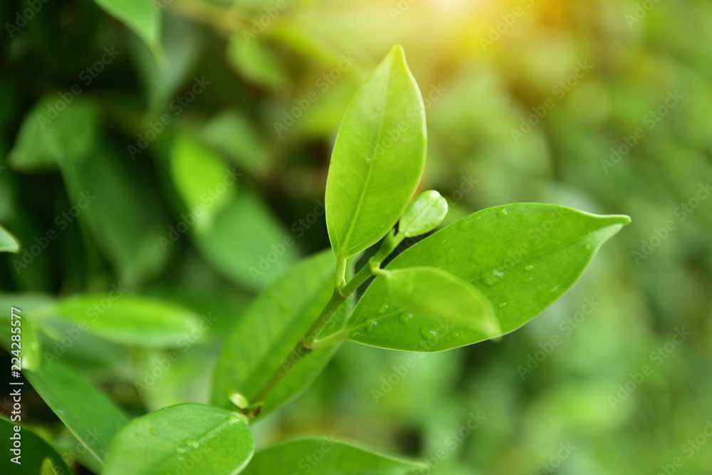 Green leaf background nature design texture pattern copy spec Green leaf background nature design texture pattern copy spec