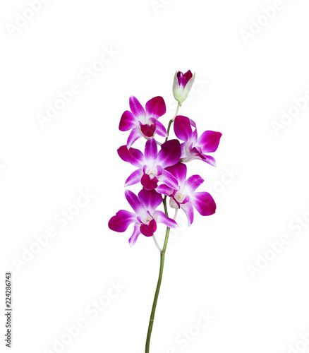 Inflorescence of purple orchids  dendrobium flower blooming with green stem isolated on white background