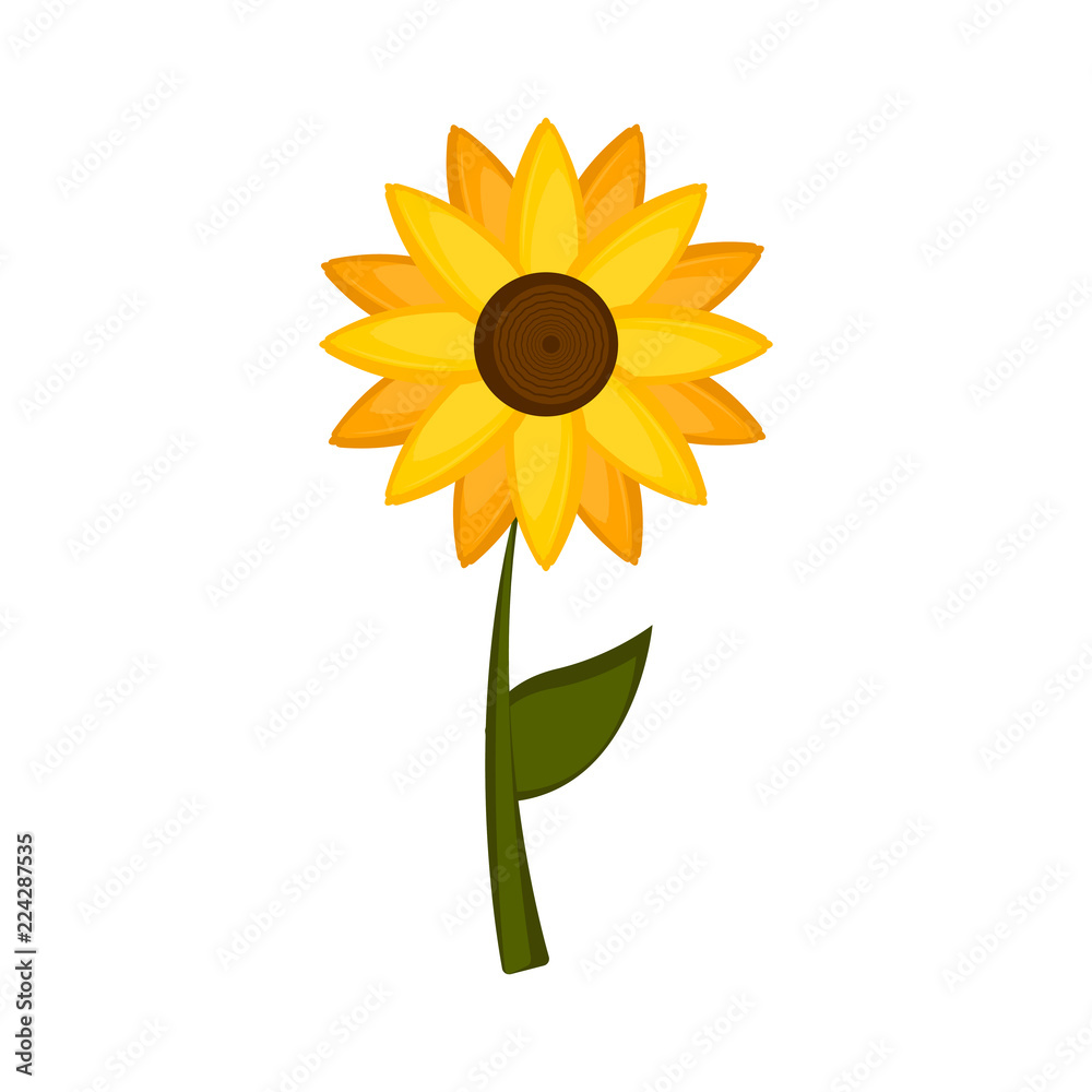 Obraz premium Isolated colored sunflower icon