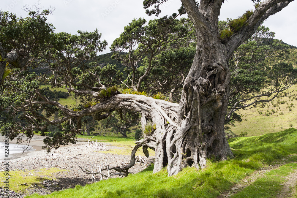 Old Pohutukawa tree in bay on Coromandel peninsula NZ