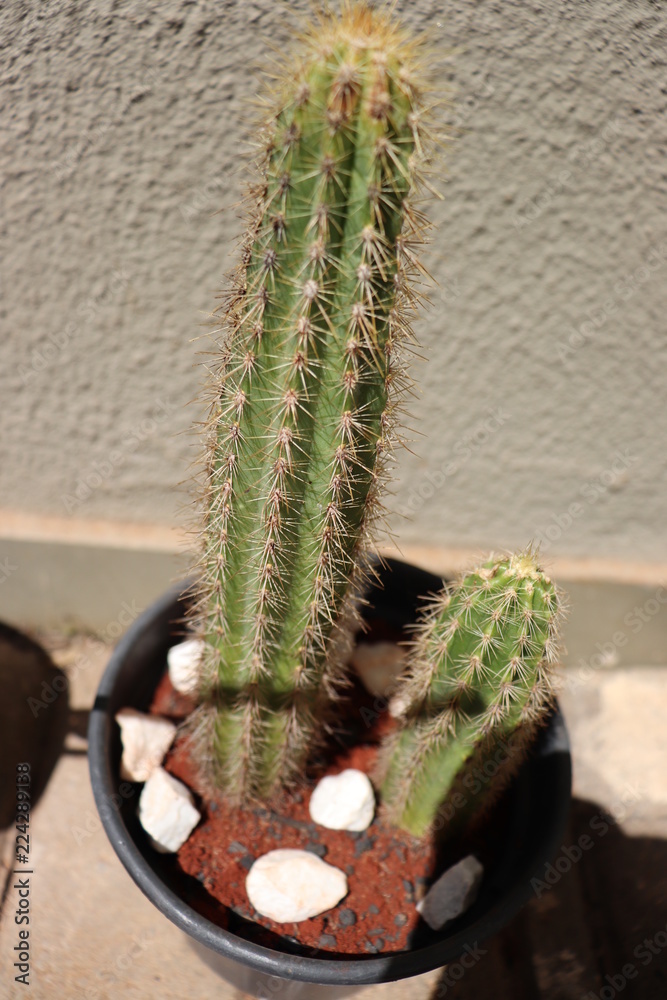 Naklejka premium cactus
