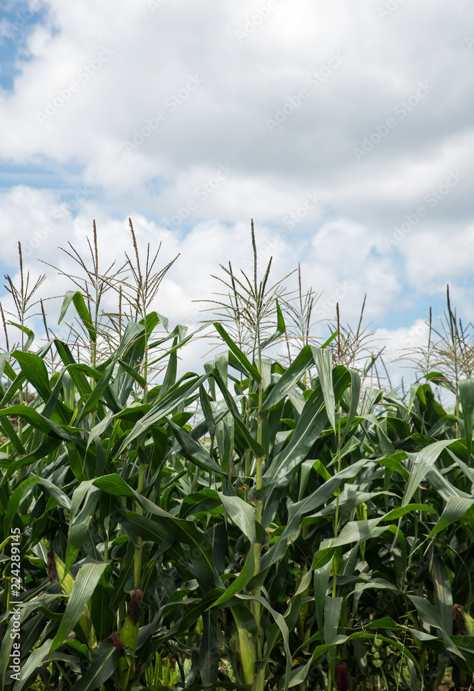 Corn field under blue sky