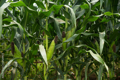 Corn Cobs In The Plant