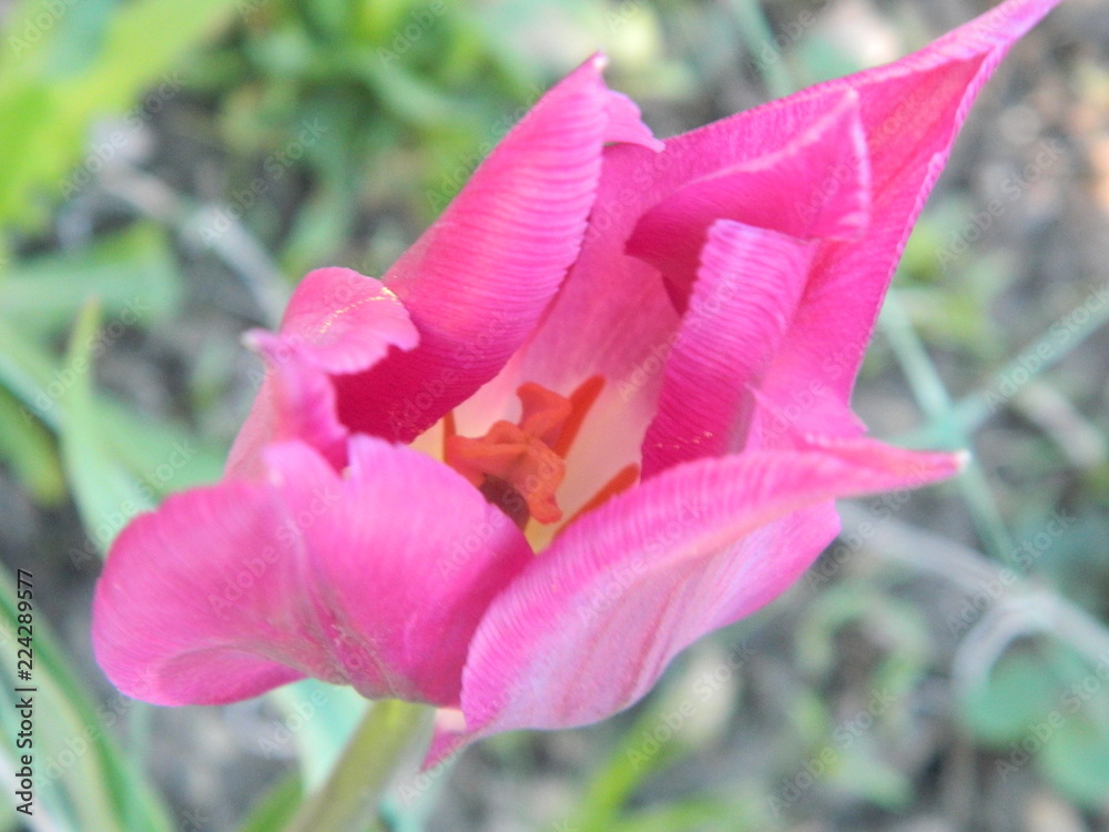 Fototapeta premium Summer flowers in a garden