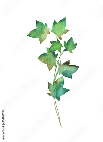 Ivy green branch watercolor in hand drawn style as design element isolated on white background 