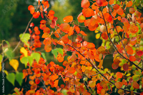 background autumn tree branches yellow, green, orange, red