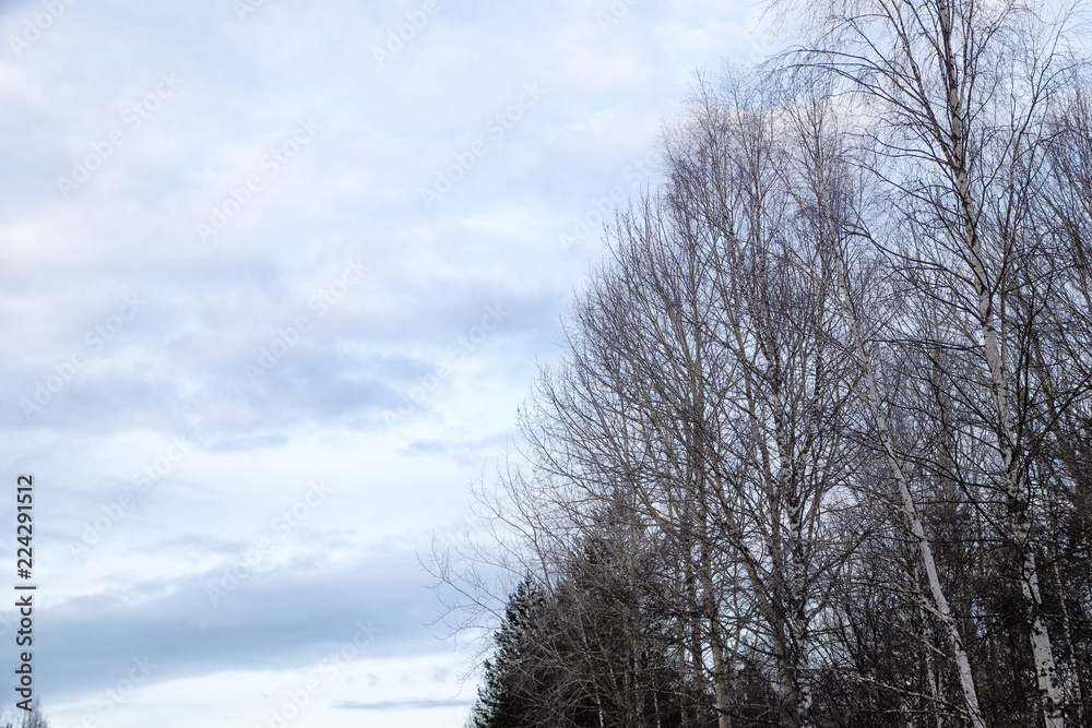 Trees without leaves against the cloudy sky in winter or early spring. Ssad landscape Trees without leaves against the cloudy sky in winter or early spring. Ssad landscape