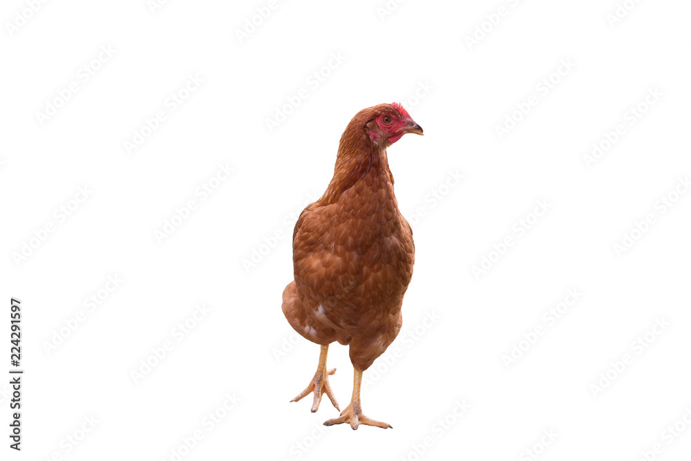 Young brown hen isolated on white background.chicken looking something Young brown hen isolated on white background.chicken looking something