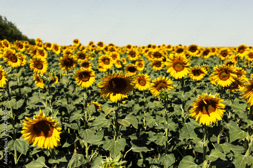 Beautiful sunflower field in the afternoon Beautiful sunflower field in the afternoon