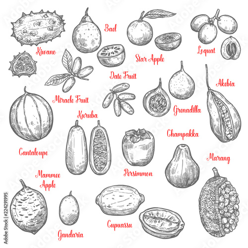 Delicious exotic tropical fruits sketches isolated