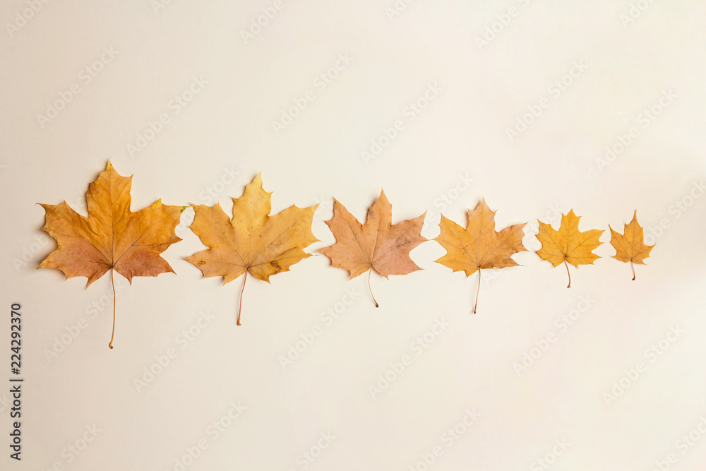 Evolutionary row of autumn maple leaves. Flat lay. Evolutionary row of autumn maple leaves. Flat lay.