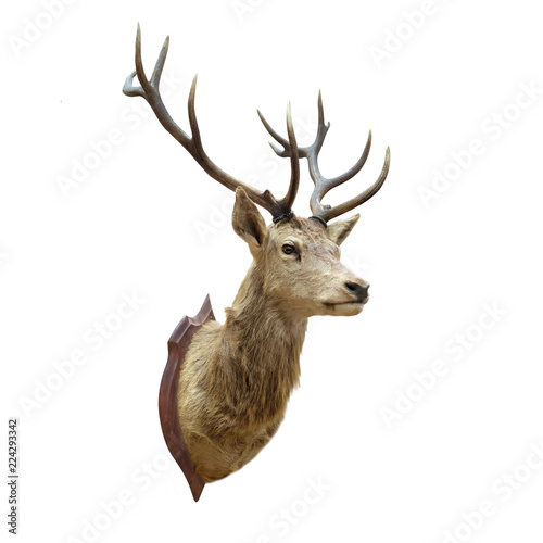 Stuffed deer head.