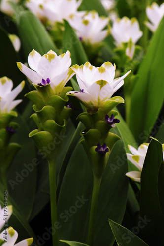White Siam Tulip Bloom in the rainy season in Thailand