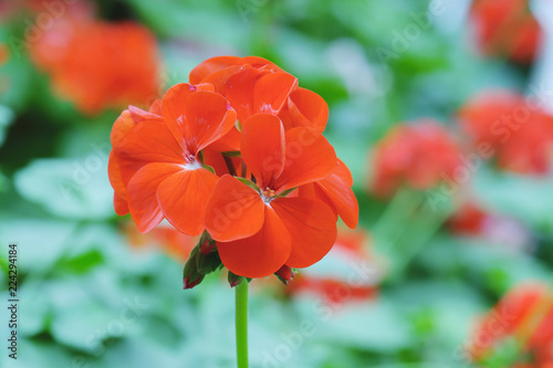 beautiful orange geranium flower blooming in nature