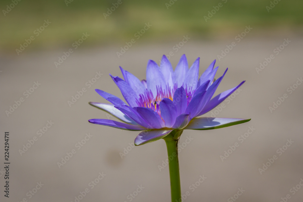 Violet lotus flot on the river Violet lotus flot on the river