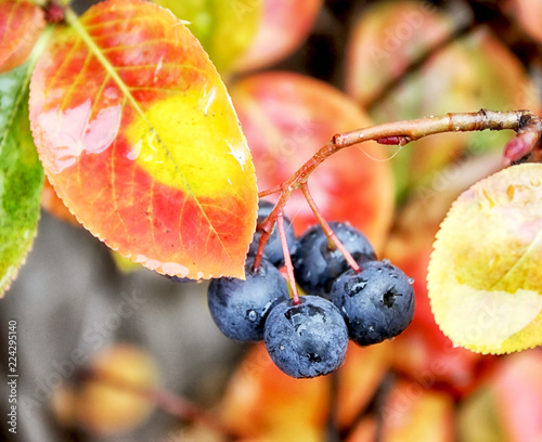 Blue fall  berries and red and yellow leaves