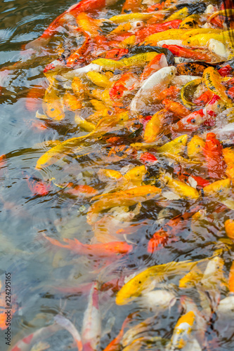 Colorful Koi fish swimming in a water