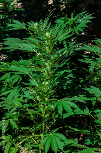 branch of cannabis plant with buds flowering close up