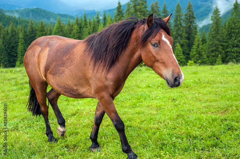Grazing horse at high-land pasture at Carpathian Mountains after rain. Picture of beautiful green pasture on a background of mountains. Grazing horse at high-land pasture at Carpathian Mountains after rain. Picture of beautiful green pasture on a background of mountains.