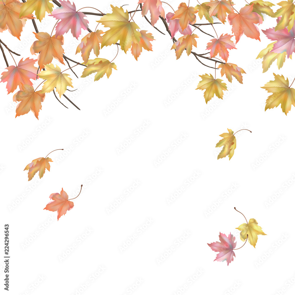 Fototapeta premium Autumn background with maple leaves