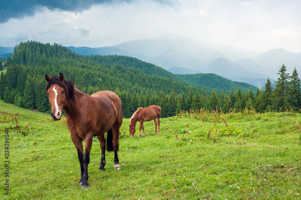 Grazing horse at high-land pasture at Carpathian Mountains after rain. Picture of beautiful green pasture on a background of mountains.