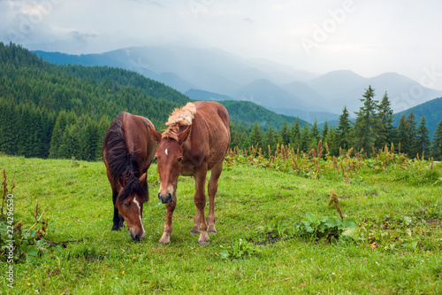 Grazing horse at high-land pasture at Carpathian Mountains after rain. Picture of beautiful green pasture on a background of mountains. © Viktoria