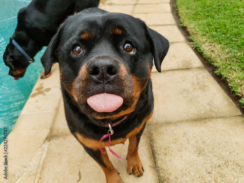 Close up of an inquisitive rottweiler dog with its tongue sticking out.