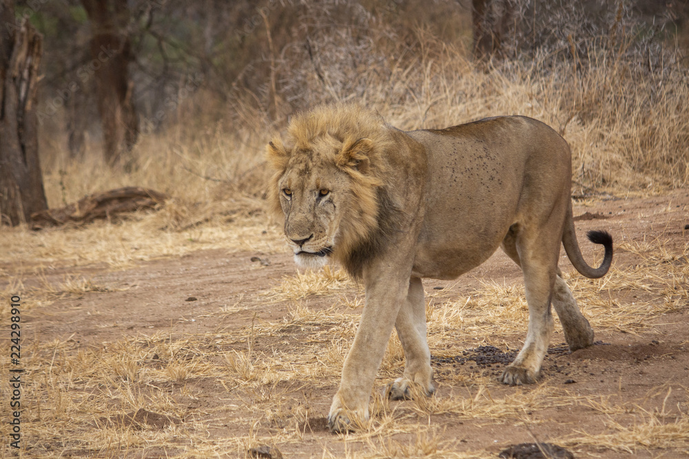 Naklejka premium Papa Simba