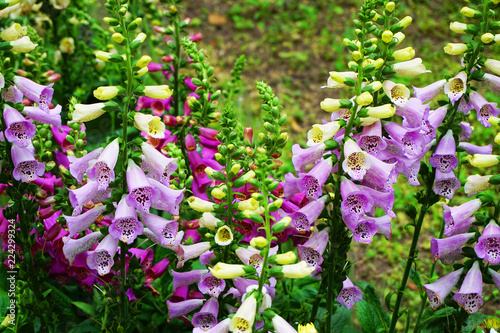 violet digitalis plant