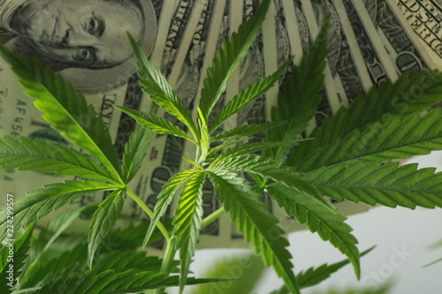 US dollars on the cannabis plant. legalization and propagation of marijuana. world addiction problems