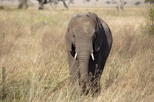 Elefant © Sylvia Ebhardt