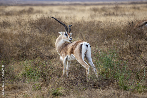 Gazelle