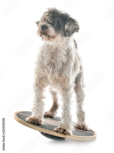 Картината върху платно old tibetan terrier