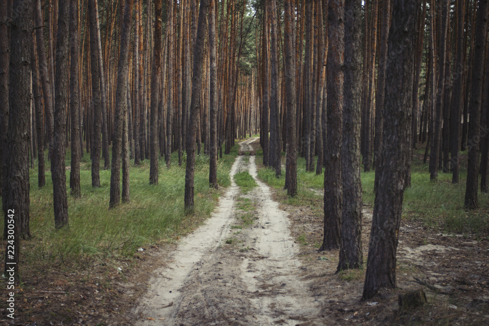 A dirt road in a pine forest. Summer period A dirt road in a pine forest. Summer period