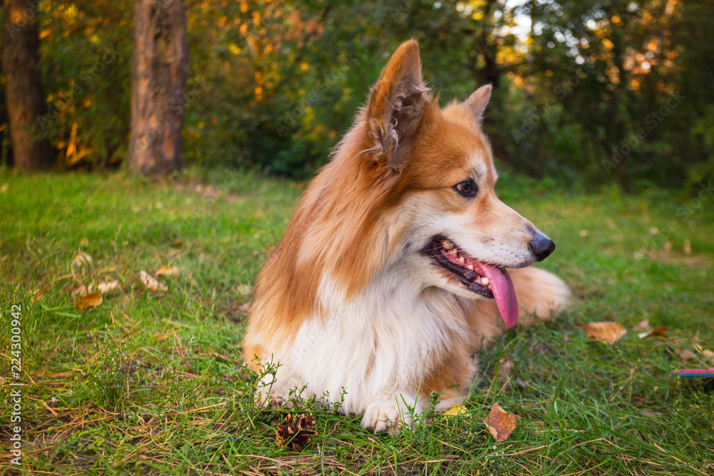corgi fluffy portrait corgi fluffy portrait