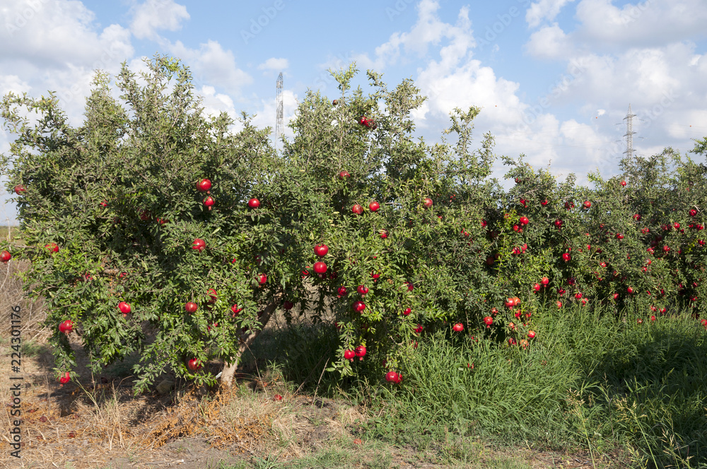 Pomegranate orchard