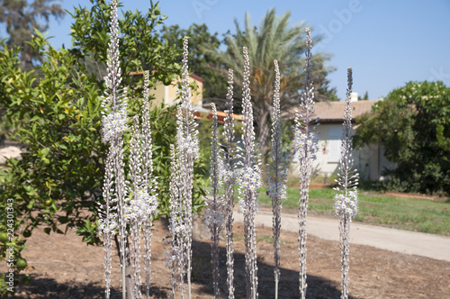 White Squill photo