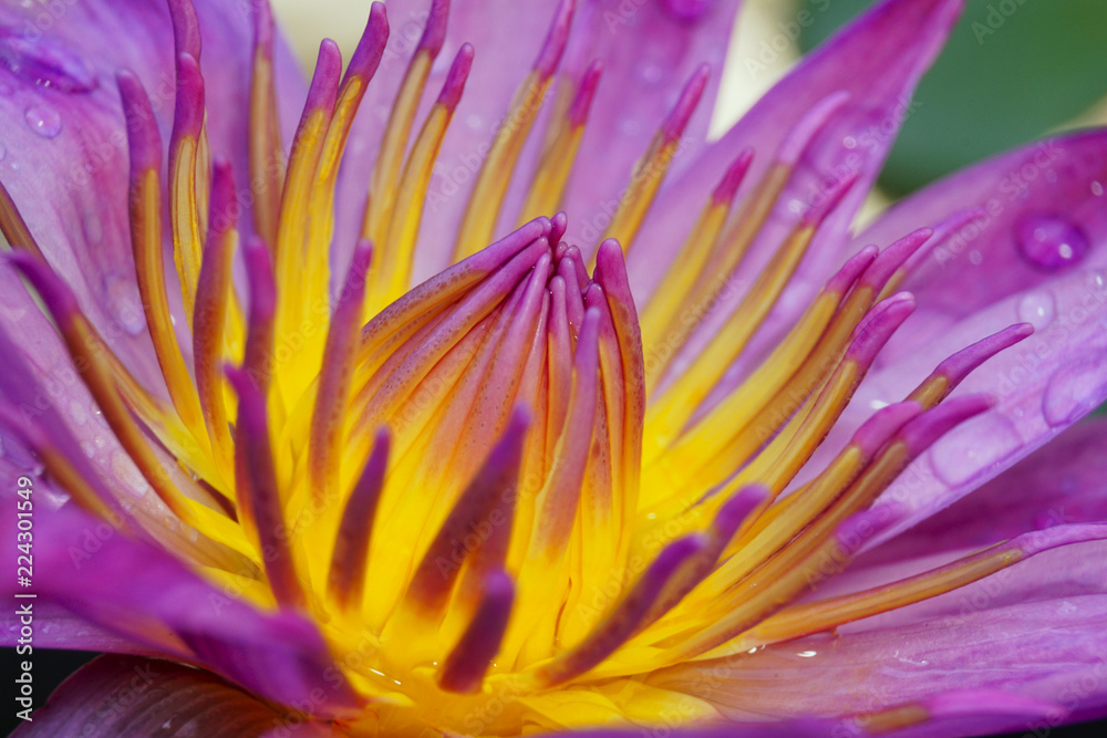 Obraz premium Water lily Close up with water drops.