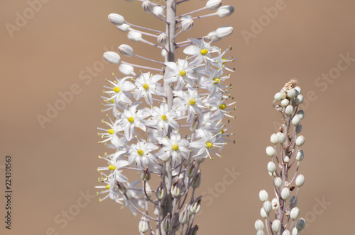 White Squill photo