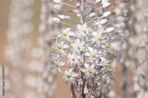 White Squill photo