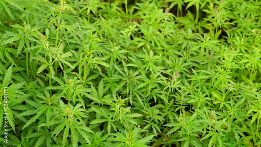 Marijuana field. Cannabis cultivation.