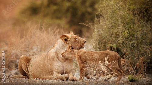 Group of lions and cubs in beautiful light. Wild animals in the nature habitat. African wildlife. This is Africa. Lions pride. Lion King. Panthera leo.